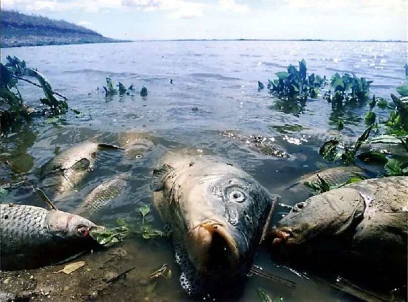 Рыба катаклизм. Moonfish рыба. Монструозного сельдяного король. Морской змей — сельдяной король. Рыбы на глубине океана.