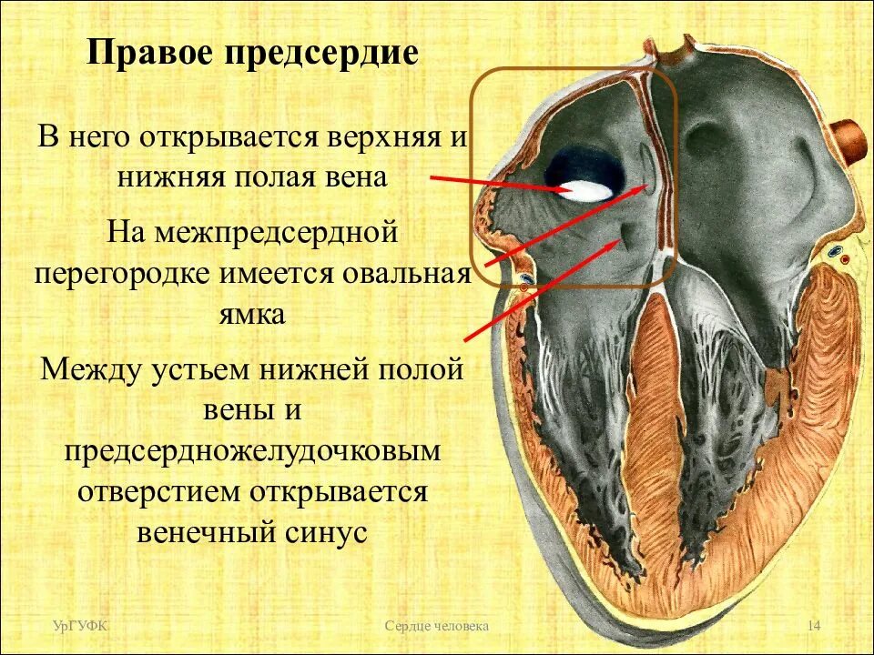 В правое предсердие открывается. Межпредсердная перегородка сердца анатомия. Овальная ямка правого предсердия. Синусы правого предсердия. Венечный синус правого предсердия.