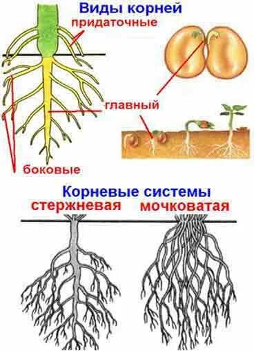 Фасоль видоизменение корня. Виды корней. придаточные корни у растений. три вида корней. строение придаточного корня у растений.