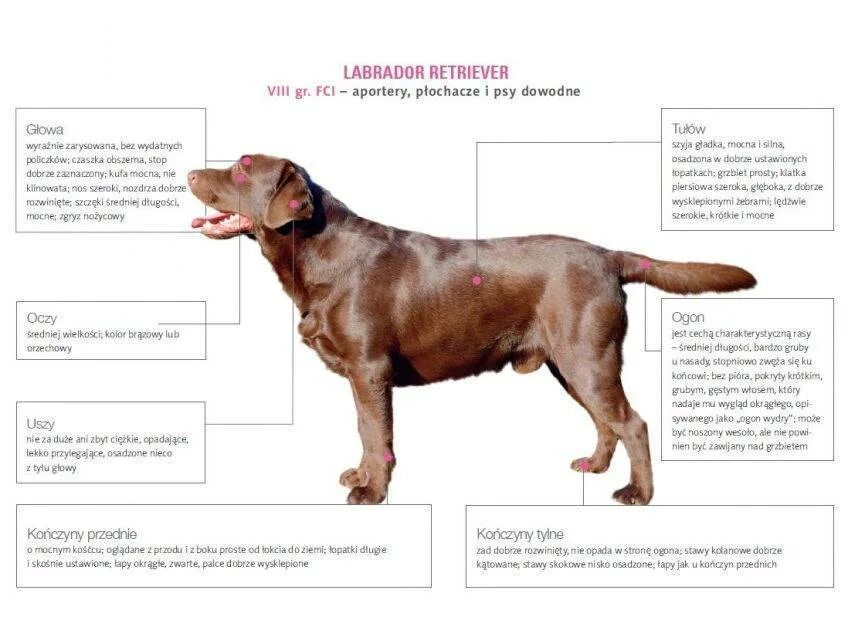 Сколько весит взрослый лабрадор. Лабрадор ретривер параметры породы. Параметры роста щенка лабрадора. Лабрадор ретривер параметры взрослой собаки. Параметры 6 месячного лабрадора.