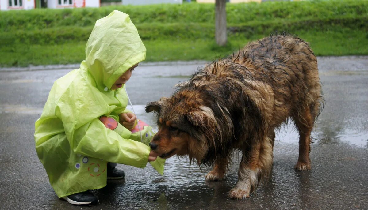 Поступи по человечески. Feed animals собак бездомных. Stray Dogs. Собака в приюте красивое фото. Бездомные собаки и дворник.