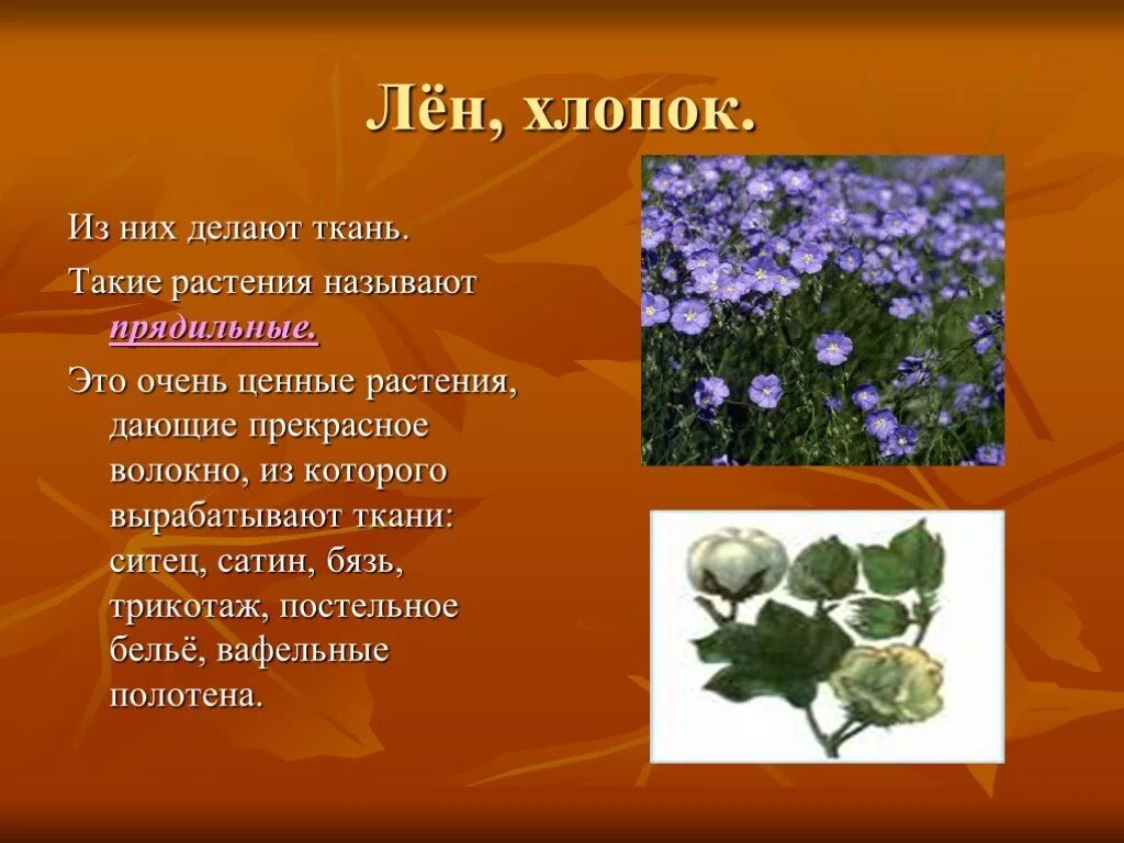 Растения которые используют для тканей. Лен и хлопок растения. лен культурное растение. растения из которых делают ткань. лен это дикорастущее или культурное растение.