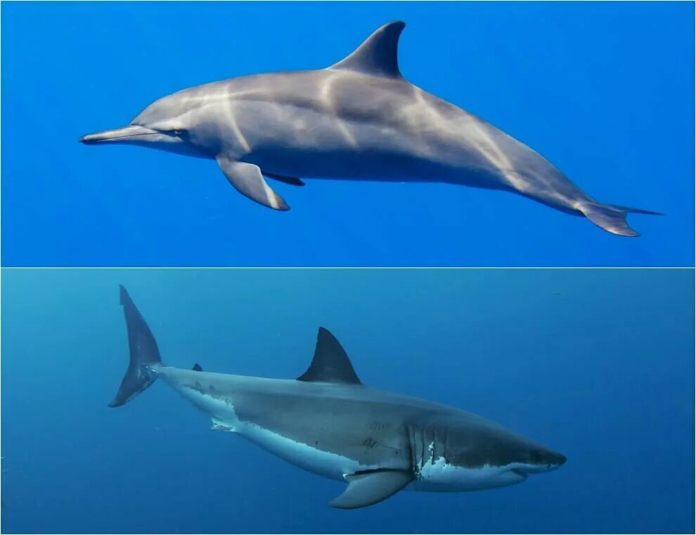 Животные обитатели воды имеют обтекаемую форму тела. Акула и Дельфин. Дельфины и акулы. Дельфин против акулы. Почвник дельфина и акул.