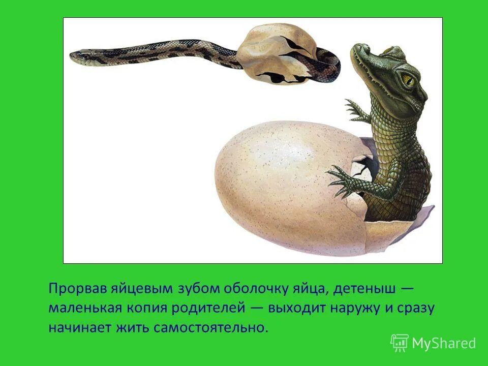 Хордовые позвоночные пресмыкающиеся. Замкнутая и незамкнутая кровеносная система у животных. Наземные хордовые. Основные элементы кровеносной системы позвоночных животных. Дыхательная система пресмыкающихся 7 класс.