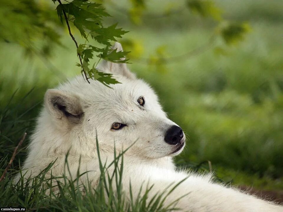 настя белые волки. белый волк и девушка фото. невеста белого волка. настя белые волки. волчица и девушка.