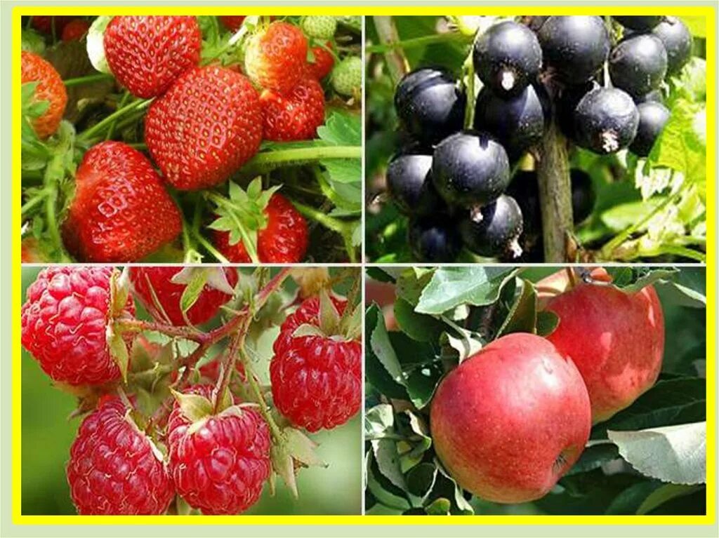 Купить плодовых в беларуси. Плодово-ягодные деревья и кустарники. Плодово-ягодные саженцы. Плодово ягодные растения. Плодовао-ягодовые растения.