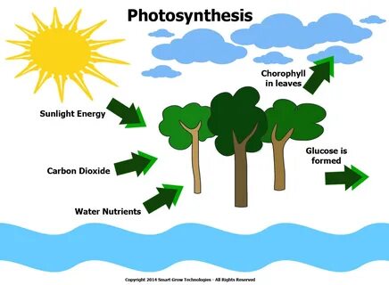 Photosynthesis