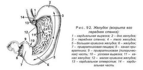 Передняя стенка желудка