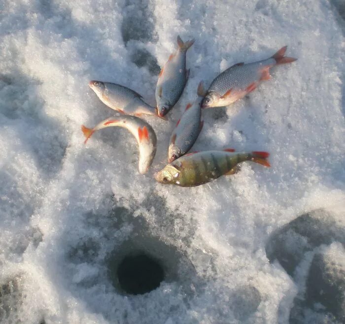 Улов 25 приморский. Лунка рыбалка. Рыба улов на льду. Рыба в лунке. Рыба возле лунки.