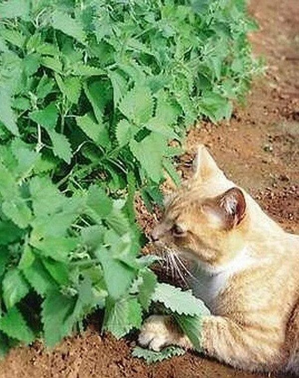 Трава котовник кошачий. Catnip Кошачья мята. Котовник лимонный. Кот в крапиве.