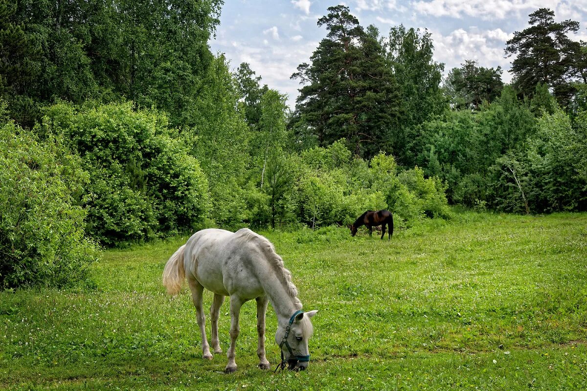 катание на лошадях в парке. лошади парке. шуваловский парк конные прогулки. прогулка кузьминский парк прогулки. лошади парке.