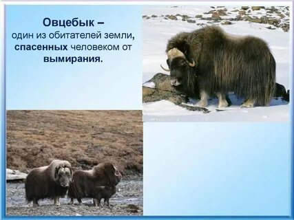 Овцебык природная зона