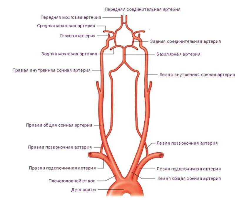 Определение артерии. Строение сосудов шеи схема. сосуды дуги аорты анатомия. схема сосудов дуги аорты. артерии шеи анатомия схема.