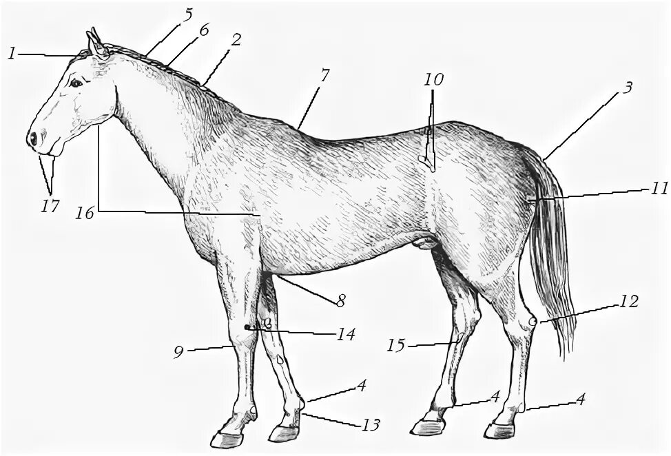 Строение лошади Маклок. Анатомия лошади схема. Анатомия лошади внешнее строение. Внешняя анатомия лошади. Телосложение лошади 5 букв