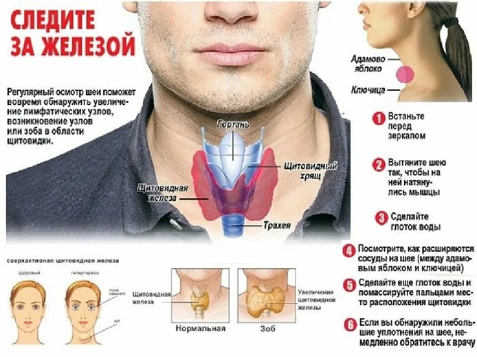 Какой врач железы. Проверьте щитовидную железу. Как проверить щитовидную железу. Проверил щитовмдную железа. Увеличенная щитовидная железа.