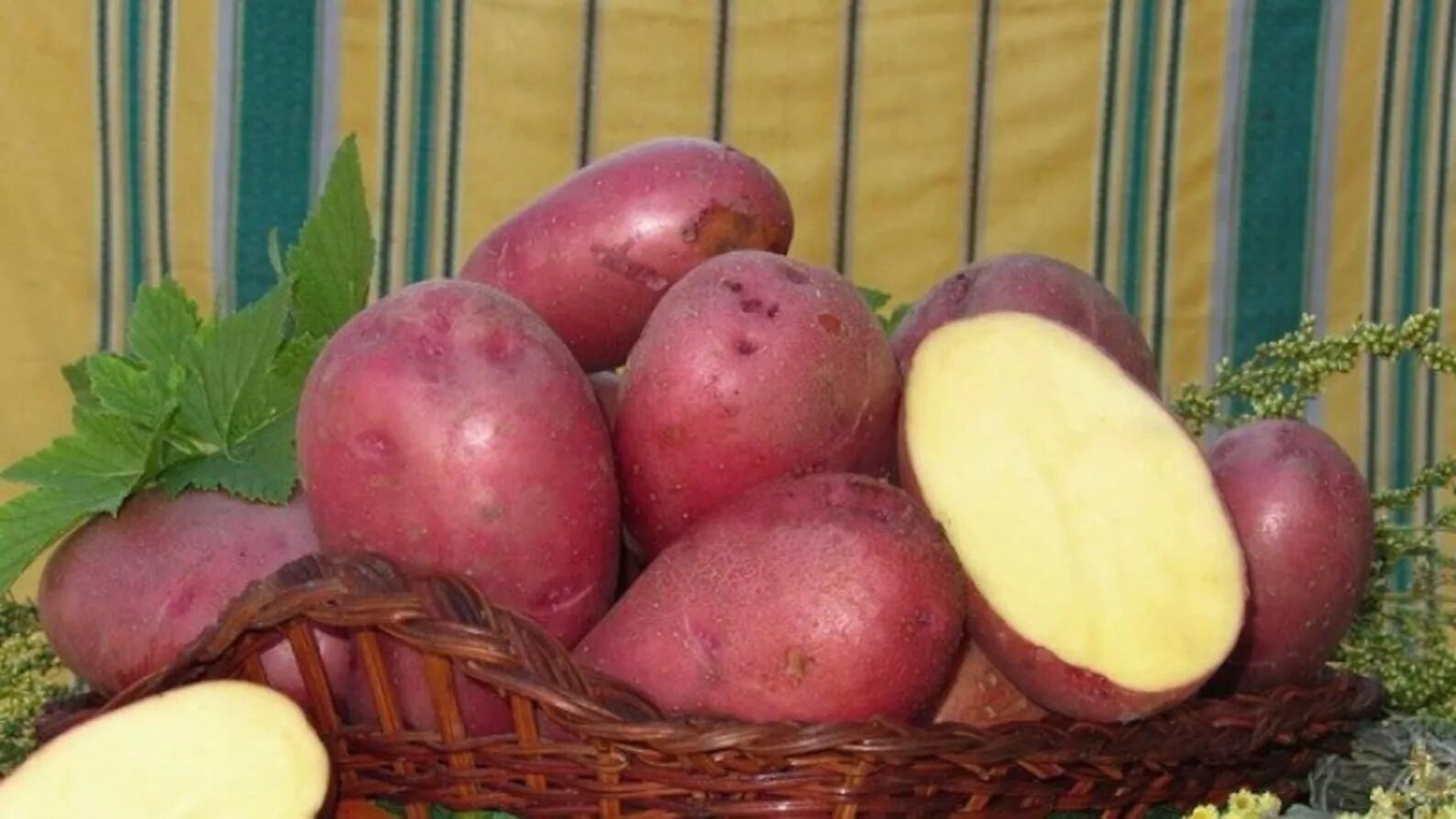 Картофель фламинго фото отзывы. Картофель сорт Лабадия. Сорт Накра картофель.