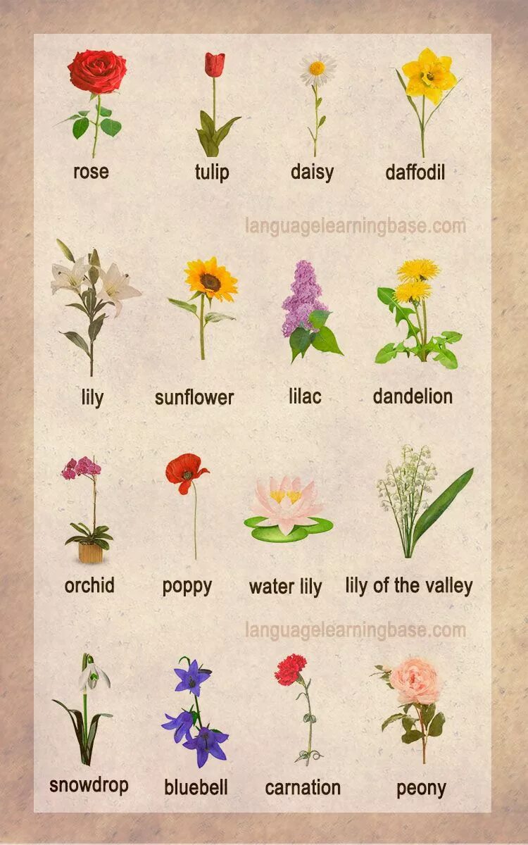 Цветы названия. Названия цветов растений. Название цветов цветы. Название цветов растений названия.