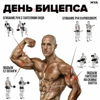 Бицепс гантели программа