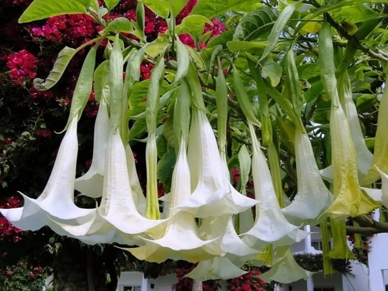Brugmansia candida. золотистая бругмансия brugmansia aurea). бругмансия цветок. бругмансия цветок. бругмансия белоснежная.