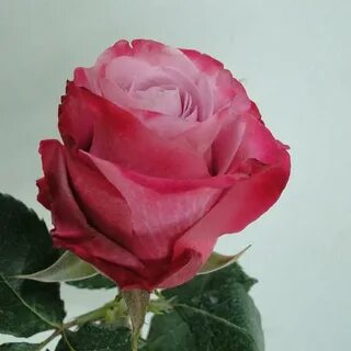Rose h