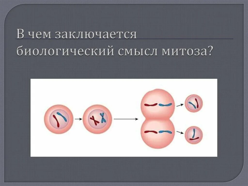 В чем заключается биологический смысл митоза. В чём заключается биологический смысл митоза. В чем заключается биологическое значение митоза. В чем биологический смысл митоза. Биологический смысл деления клетки