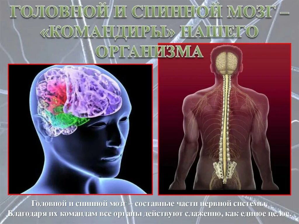 Нервная система человека память. Головной и спинной мозг. Спинной мозг и головной мозг. Головной и спинной мозг нервы. Соединение спинного и головного мозга.