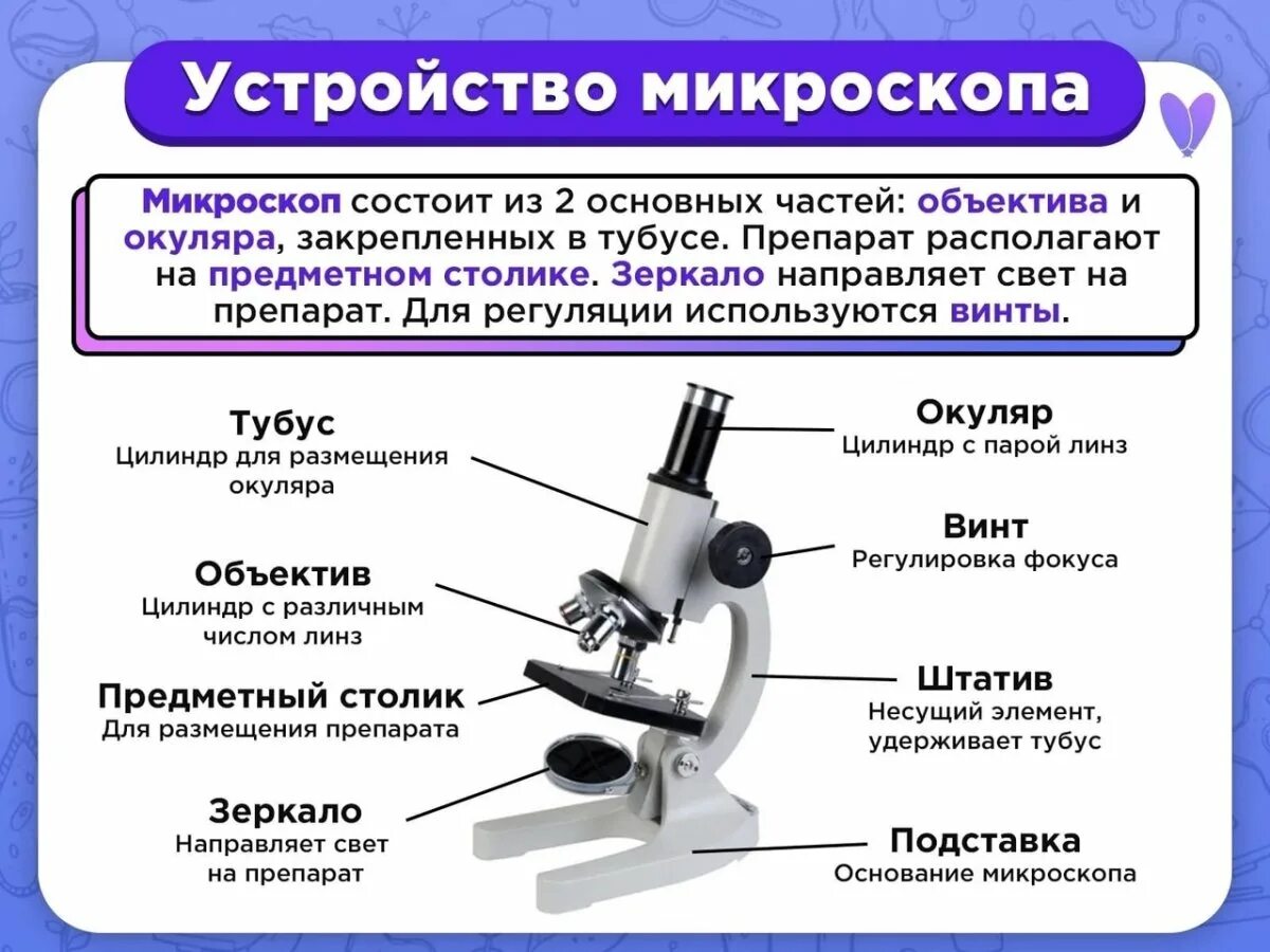 Подставка какую функцию выполняет микроскопа при работе. Строение микроскопа биомед 2. схема светового микроскопа. строение микроскопа 5 класс. строение микроскопа 5.
