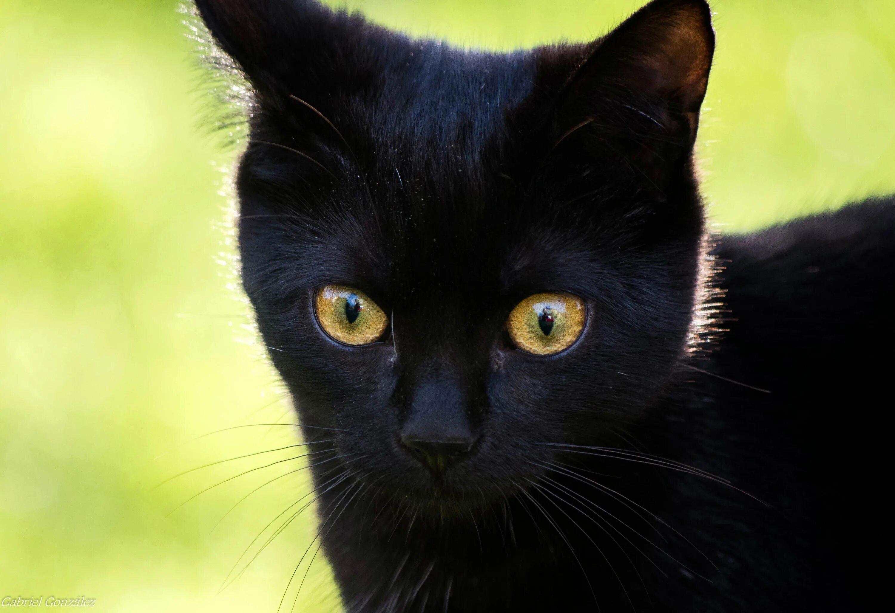 Бомбейская кошка морда. Бирманская кошка черная. Корат кошка черная. Бомбейская кошка длинношерстная.