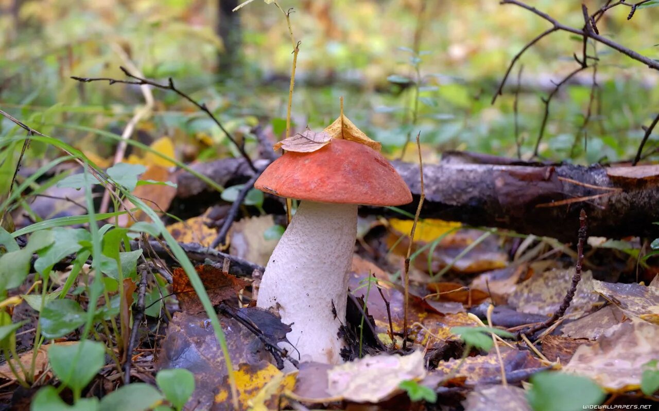 Грибы в Подмосковье 2023. Осенние грибы. Осень грибы. Лес грибы ягоды.