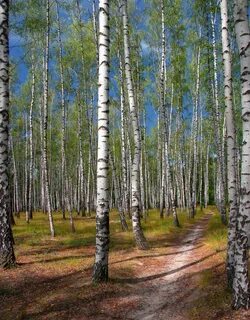 Березовая роща 24 1