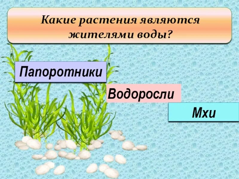Какими растениями являются