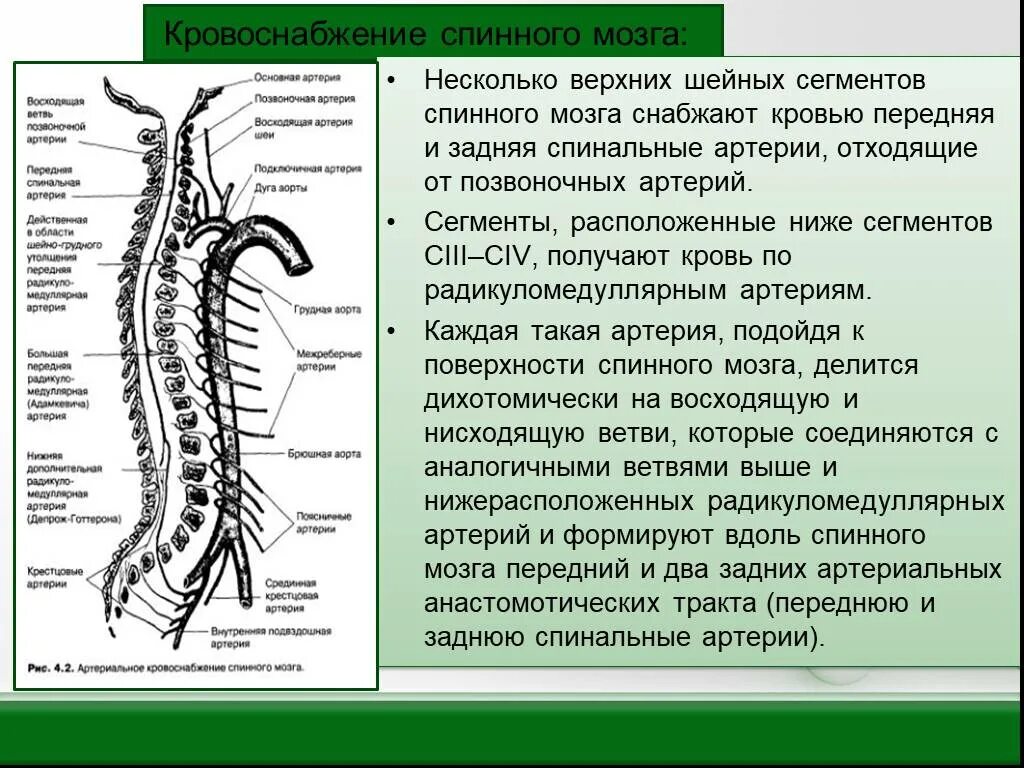 Кровоснабжение межпозвоночных дисков. 3 Сегмент позвоночной артерии. Схема кровоснабжения головного и спинного мозга. Позвоночная артерия с3 с4 сегмент. Кровоснабжение шейного отдела спинного мозга.