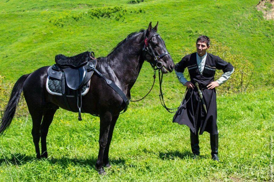 Карачаевская лошадь купить. Шагди порода лошадей. Кабардинец лошадь порода. Кабардинская порода лошадей. Кабардинская лошадь Черкес.