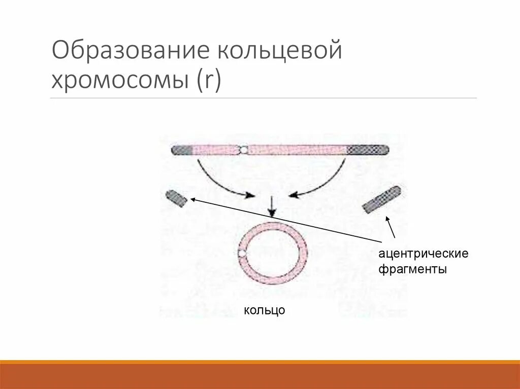 Образование кольцевой хромосомы. Кольцевые хромосомы болезни. Ацентрическая Кольцевая хромосома. Синдром кольцевой хромосомы. Поворот хромосом на 180 градусов