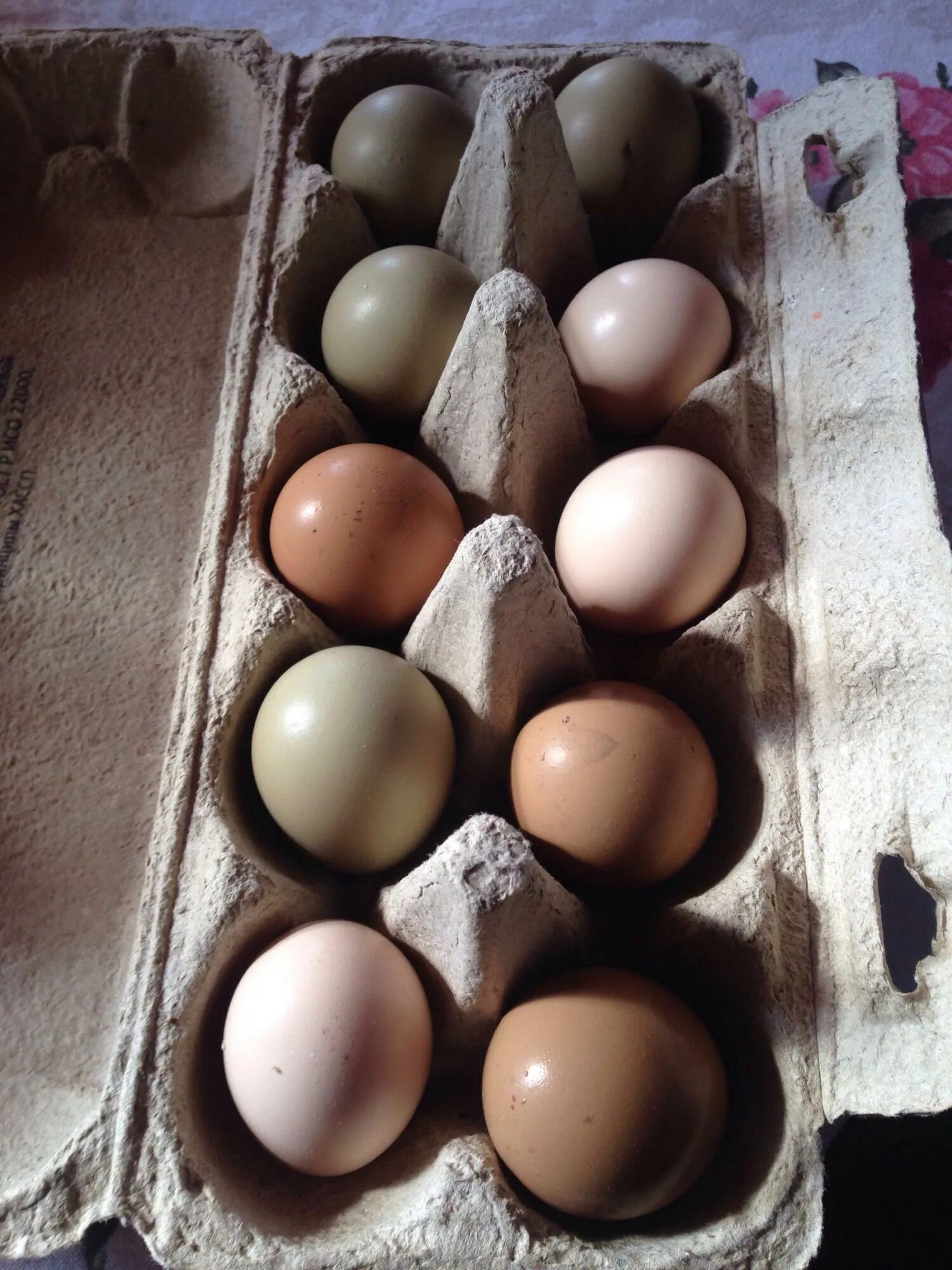 Яйцо фазана инкубационное. Инкубация фазаньих яиц. Маркировка инкубационного яйца f7203. Яйцо фазана румынского.
