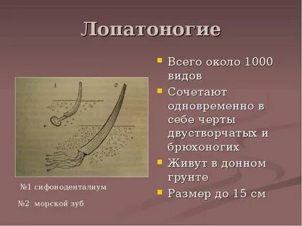 Сочетает в себе черты