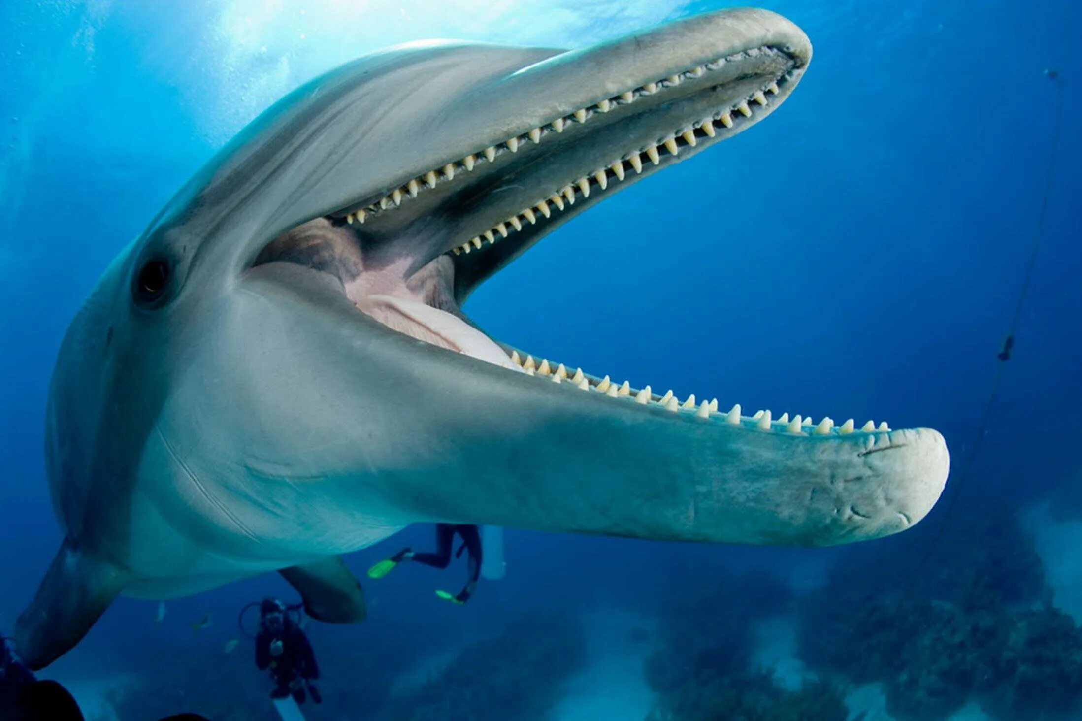 Крупнозубый Дельфин. Зубы дельфина. Челюсть дельфина. Дельфины зубы.