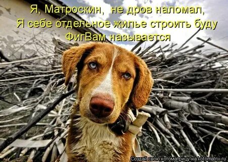 Опять собака