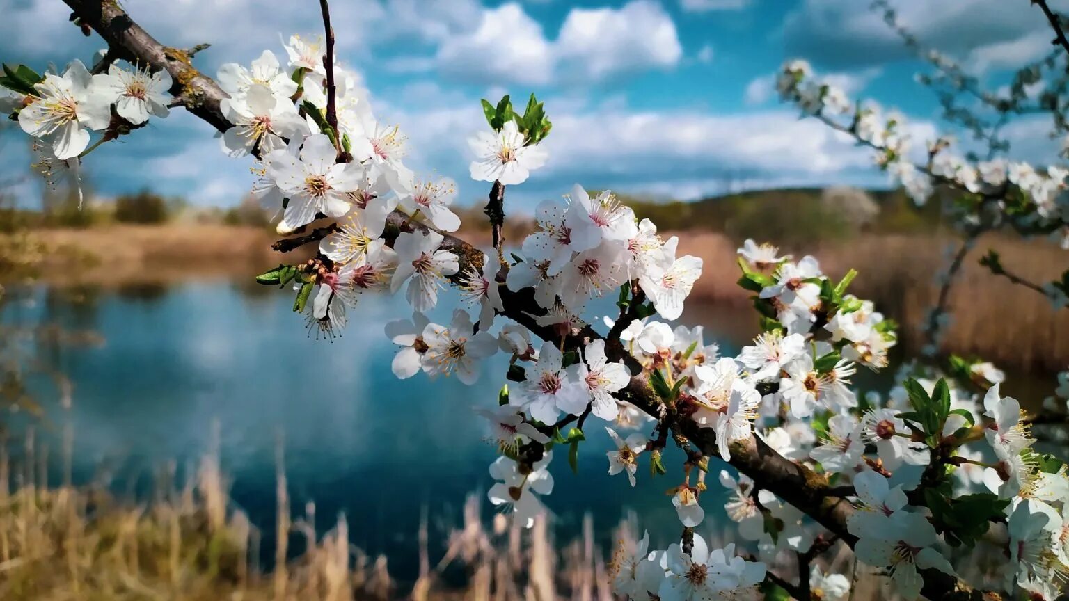 На весеннем пригреве зацветают. Весенняя природа. Природа весной. Весенний пейзаж.