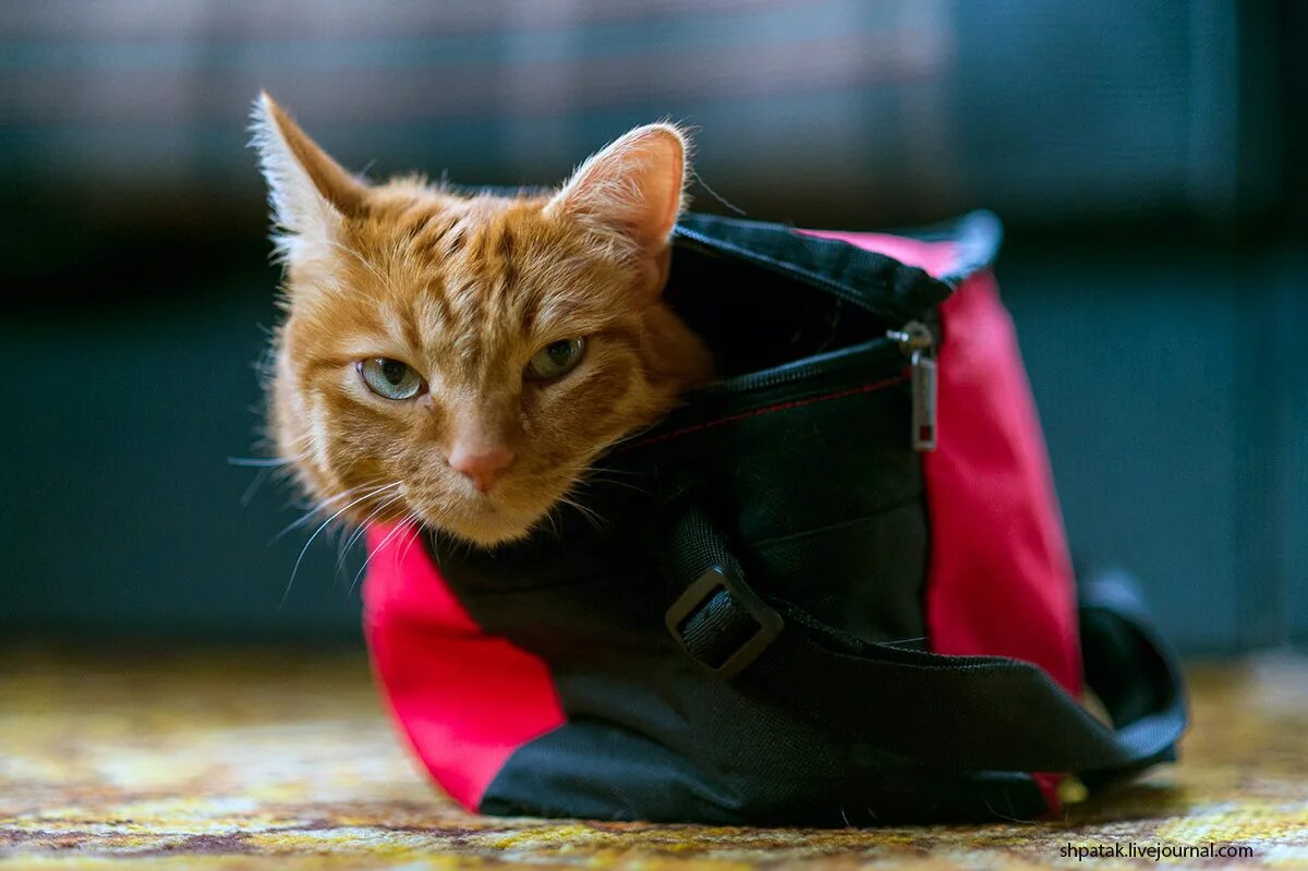 Приключения рыжего кота. Сказочные коты александра маскаева. Художник вячеслав алатырский. Рыжий кот stray. Приключения рыжего кота.