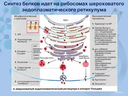 Синтез белков для клетки
