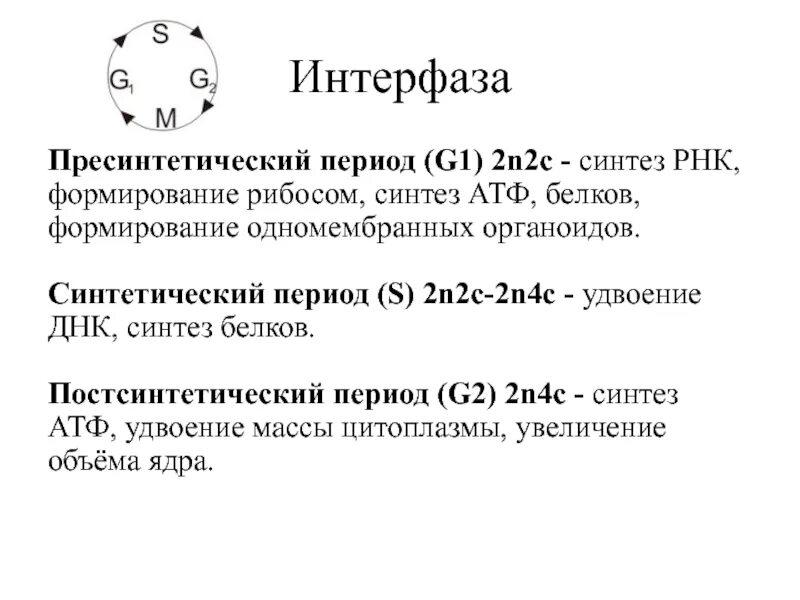 G1 период интерфазы. Интерфаза пересентетический период. Интерфаза пресинтетический период синтетический. G1 пресинтетический период синтетический s. 3 этапа интерфазы