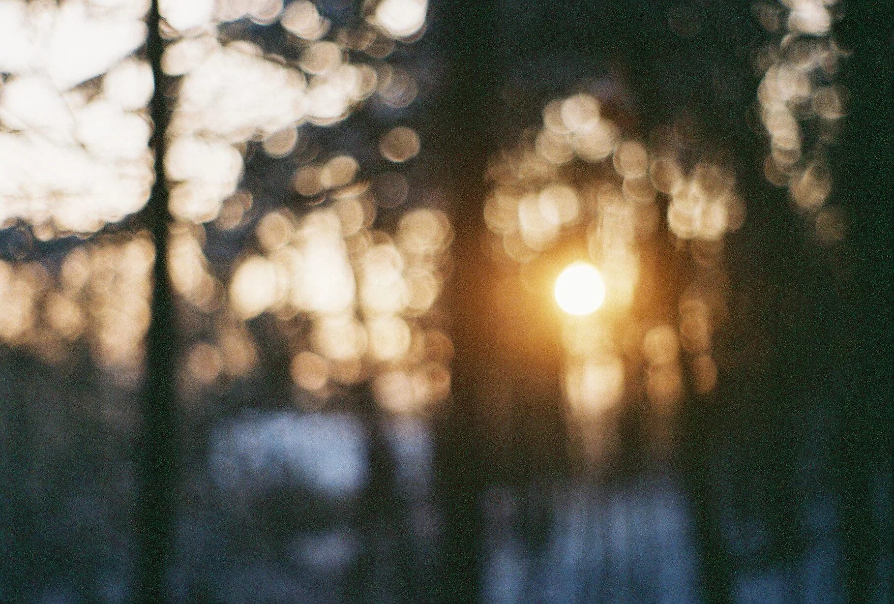 Заблюрить задний фон. Размытый фон. боке природа. черный размытый фон. зимний фон размытый.