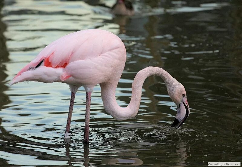 Фламинго обыкновенный розовый. Андийский Фламинго. Розовый Фламинго Россия. Обыкновенный Фламинго красная книга. Фломинго