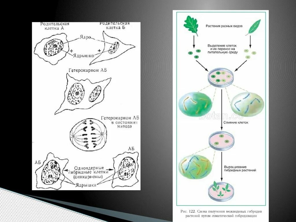 Гибридизация соматических клеток клеточная инженерия. Гибридизация протопластов клеточная инженерия. Метод гибридизации клеток. Метод гибридизации соматических клеток.