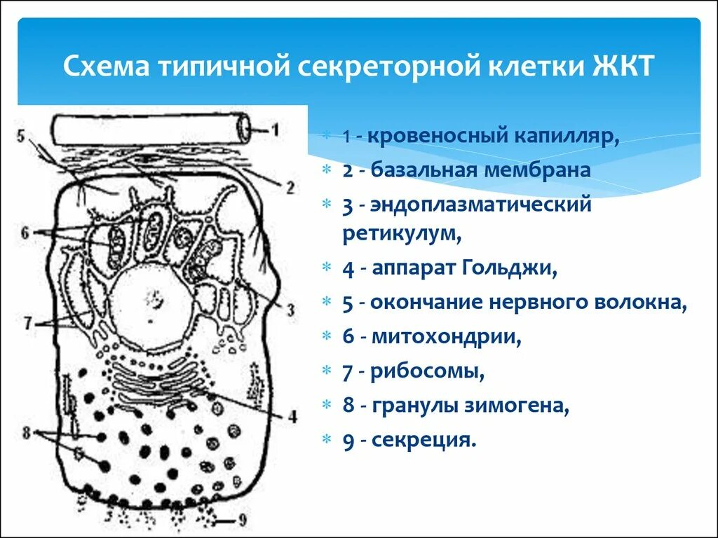 Секреторные б клетки. Схема строения секреторной клетки. Белковая секреторная клетка схема. Кишечные клетки. Гранулы зимогена.