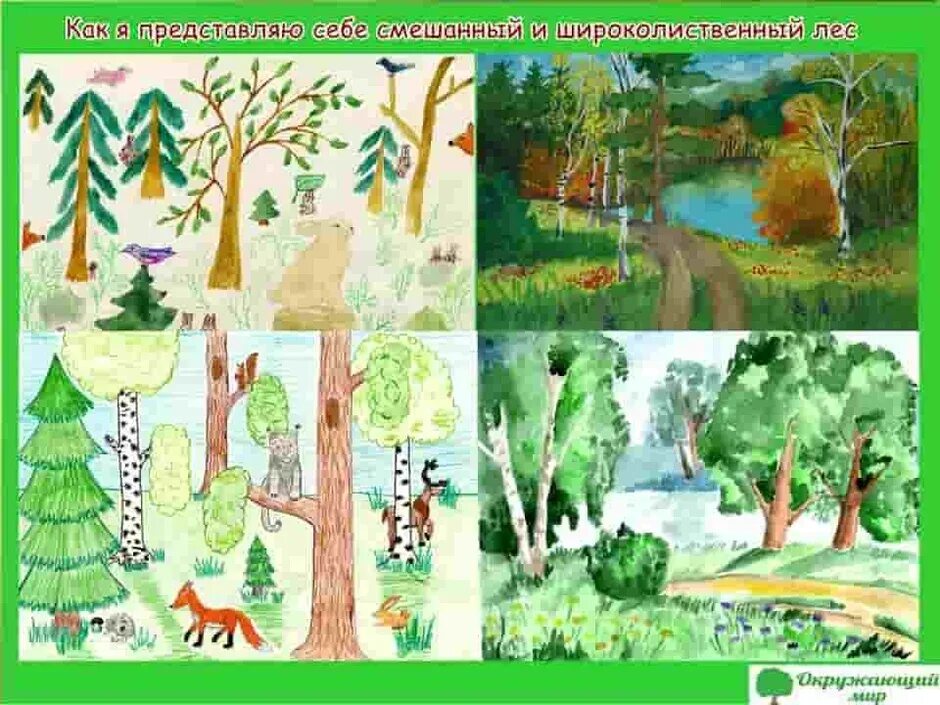 Детские рисунки животных. Смешанные и широколиственный лес для дошкольников. Рисунок леса для детей. Ярусность тайги. Рисунок на тему лес.