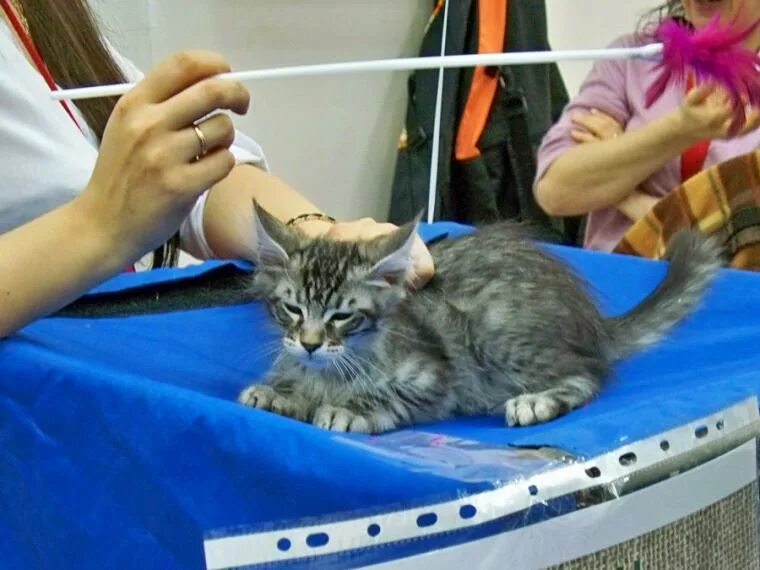 Выставка кошек во владимире 2025 в торговых. Выставка кошек. выставка кошек в санкт-петербурге. жизнь это выставка кошек. выставка кошек в москве фото.