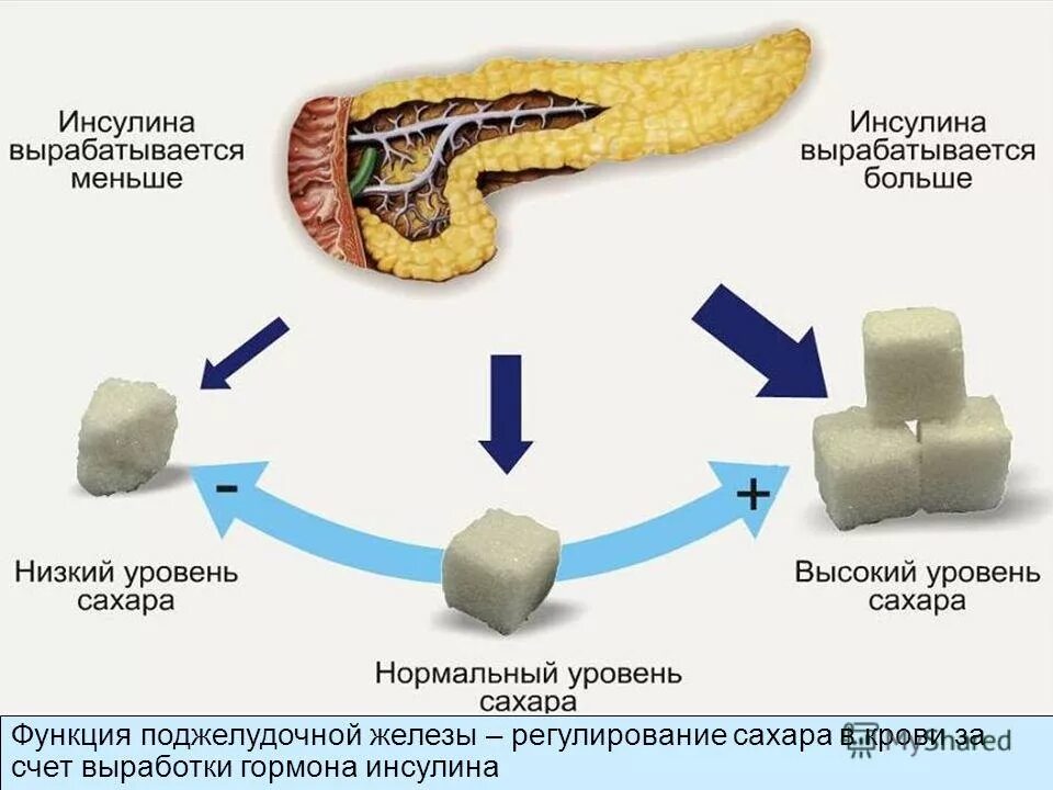 Выработка организмом органа. Выработка инсулина поджелудочной железой схема. Функции инсулина поджелудочной железы. Функции инсулина в поджелудочной железе. Инсулин в поджелудочной железе вырабатывают.