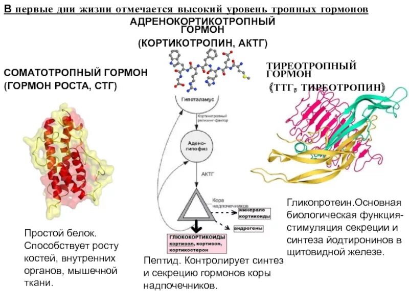 Кортикотропин гормон. Соматотропный гормон Синтез схема. ТТГ биохимия строение. Тиреотропный гормон строение.